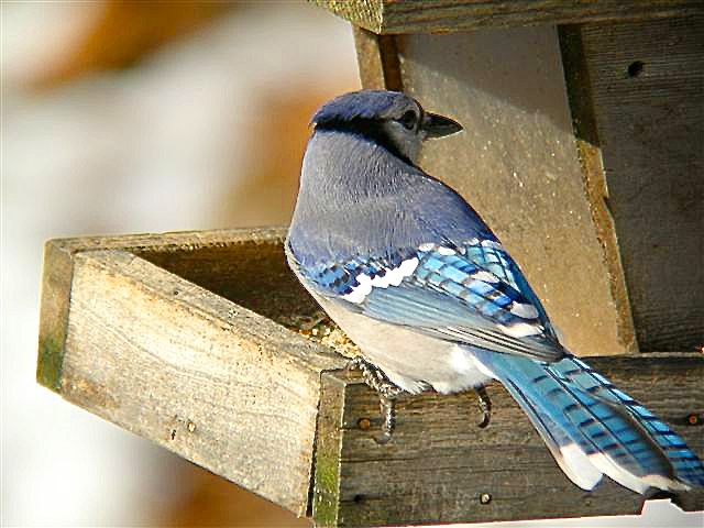 Blue Jay (Cyanocitta cristata)  A Field Guide to Compost Visitors